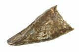 Juvenile Tyrannosaur (Nanotyrannus) Premax Tooth - Montana #338705-1